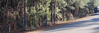 Amazing Three Lots Sold as One