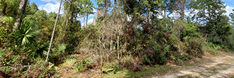 Nearly Quarter Acre Central Florida Homesite