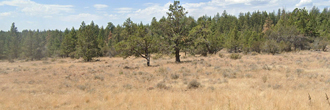 Over two acres in High Desert Southern Oregon