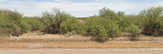 Over a quarter of an acre in the privacy of the Arizona desert