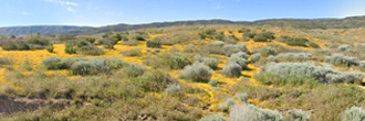 Almost two acres in the Antelope Valley part of the Mojave Desert.