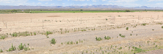 Almost 20 acres of desert beauty just outside the town of Pima
