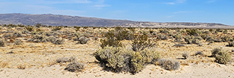 Beautiful five acre property just outside of Barstow