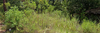 Vacant Land Lot in Northside Columbia, Marion County, MS