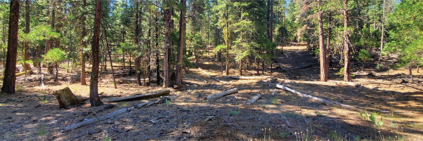 Just over an acre of secluded beauty in the gorgeous pines of CA