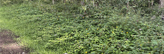 Very nice property in a quiet neighborhood near the ocean
