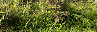 Gorgeous property ready to build on in a quiet neighborhood