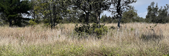 Long and slightly narrow acre lot in a stunning neighborhood