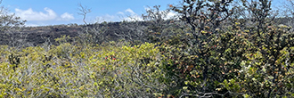 An acre property at the base of the breathtaking Hawaiian volcanoes