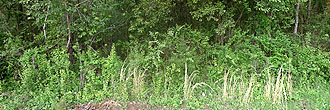 Residential Rock Hill Lot near parks and schools