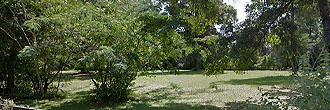 Treed Lot Near Silver Lake