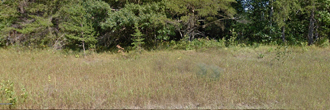 Gorgeous Minnesota Half Acre Near Famed Spirit Lake