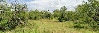 Nearly a Quarter Acre in Sweetwater Texas