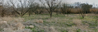 Over a quarter acre in O’Brien Texas