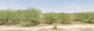 Cleared Desert Land in Rural Countryside