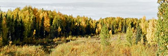 0.73 of an Acre Property Less than 35 Miles from Willow