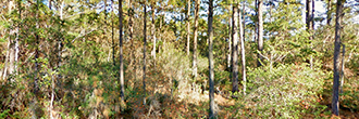 Quarter Acre North Carolina Coastal Getaway