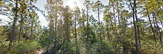 Private Treed Lot Near Boiling Spring Lakes