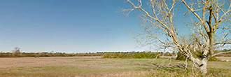 Tree Covered Acreage within 15 Miles of the Beach
